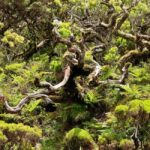 Pico island: discover the volcanic jewel of the Atlantic - Final Thoughts