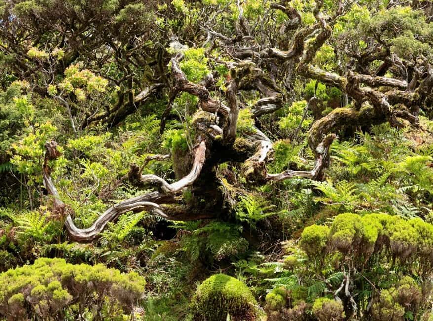 Pico island: discover the volcanic jewel of the Atlantic - Final Thoughts