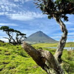 Pico island: highlights, wine tasting and local gastronomy - Culinary and Cultural Highlights