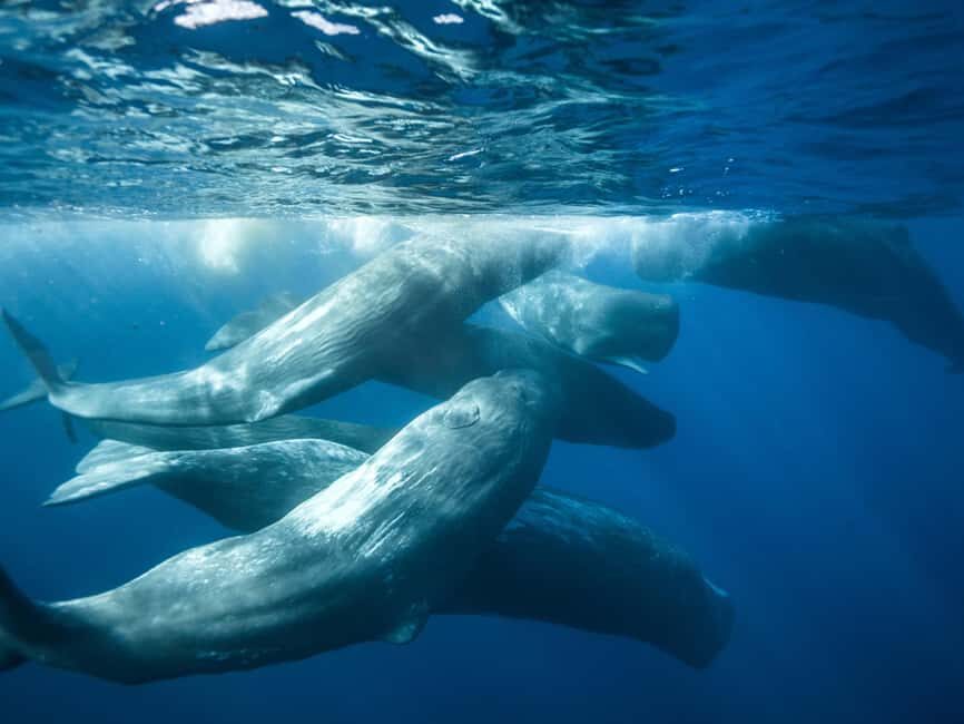 Pico Island: Whale Watching Experience from Lajes do Pico - The Value of the Experience