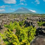 Pico Island: Wine and Vineyards Tour with Tasting - What Makes This Tour Stand Out?