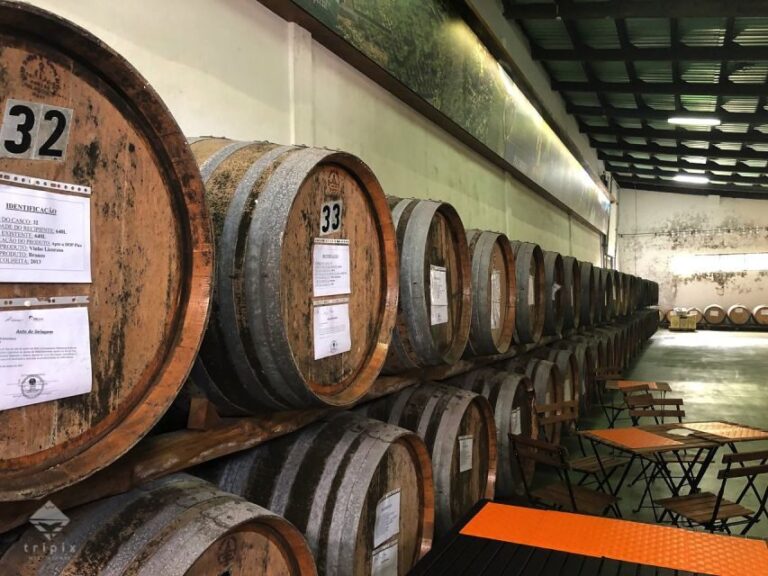 Pico Wine Tour: Get to know Pico's wines - What to Expect and Why It Matters