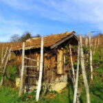 Pinot Noir & Pinot Wine Tour to Baden-Württemberg - The Wine: What Makes Baden-Württemberg Pinot Noir Special?