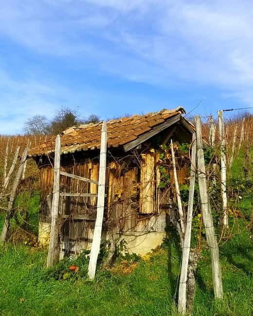 Pinot Noir & Pinot Wine Tour to Baden-Württemberg - The Wine: What Makes Baden-Württemberg Pinot Noir Special?