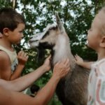 Playful Activities with Animals - Deep Dive into the Details