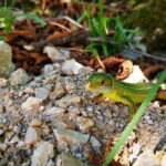 Plitvice Lakes National Park: Walking, Boat, and Train Tour - What’s Included and What’s Not