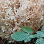 Poiana Braov: Wild Mushrooms & Secrets of the Forest - Who Should Consider This Tour?