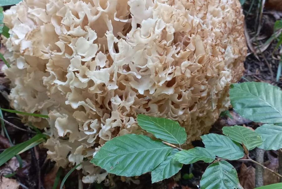 Poiana Braov: Wild Mushrooms & Secrets of the Forest - Who Should Consider This Tour?