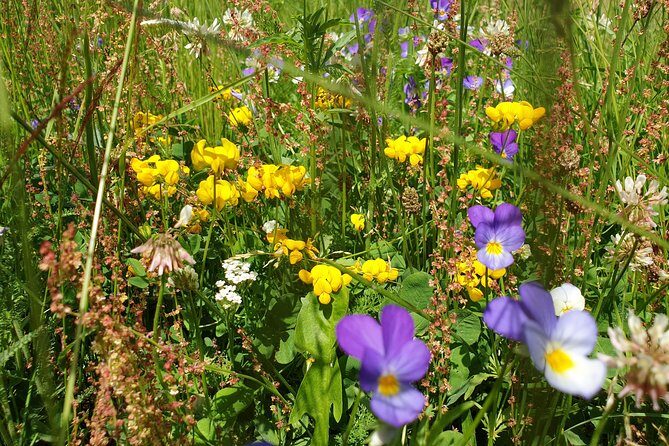 POIANA BRASOV and POSTAVARU CHALET eBike tour (BRASOV) - The Practicalities: What’s Included and What’s Not