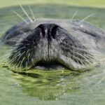 POLARIA AND FAMILY FRIENDLY CITY WALK - The Itinerary in Detail