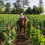 Pommard: Clos Marey Monge Signature Wine Tasting - Practical Details