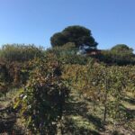 Pompeii, food and Wine - The Sum Up