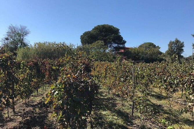 Pompeii, food and Wine - The Sum Up