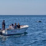 Ponta da Piedade Boat Tour to Caves and Beaches with Local Guide - Practical Details and Considerations