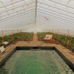 Ponta Delgada: Greenhouse Hot Tube with Pineapple Tour - Value and Practical Details