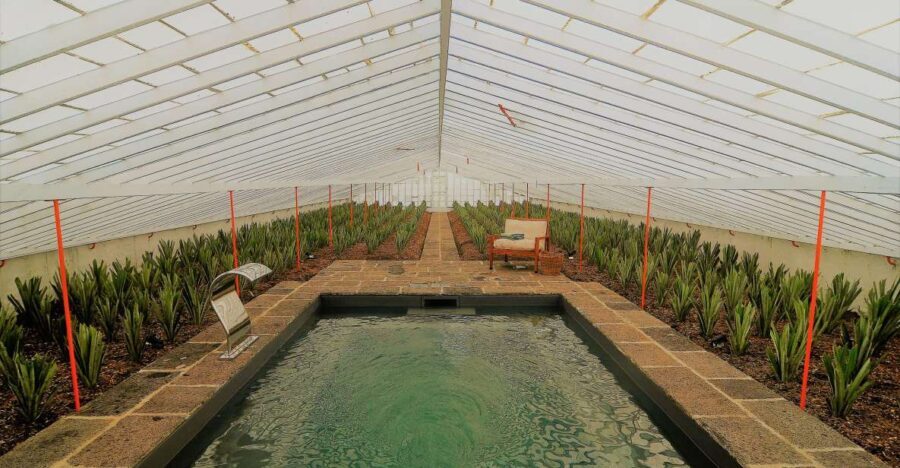 Ponta Delgada: Greenhouse Hot Tube with Pineapple Tour - Value and Practical Details