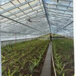 Ponta Delgada: Private City Tour by Electric Tuk Tuk - Itinerary Breakdown