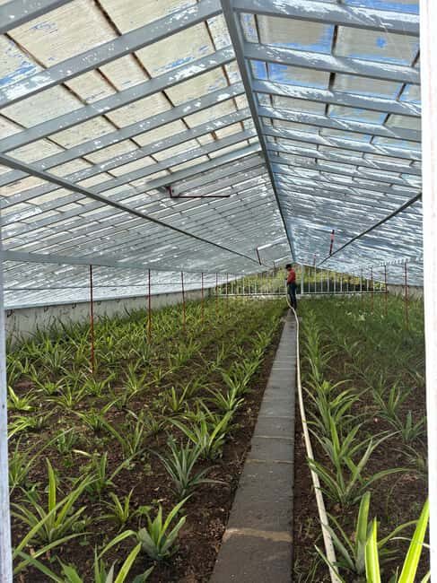 Ponta Delgada: Private City Tour by Electric Tuk Tuk - Itinerary Breakdown