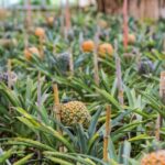 Ponta Delgada: Sete Cidades & Lagoa do Fogo Tour - What Travelers Say