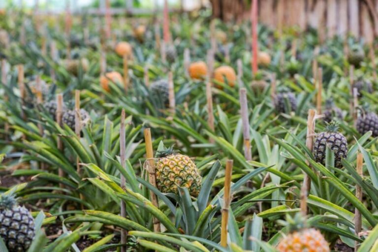 Ponta Delgada: Sete Cidades & Lagoa do Fogo Tour - What Travelers Say