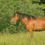 Pontedilegno-Temù: Val d'Avio Horseback Ride with Guide - FAQs