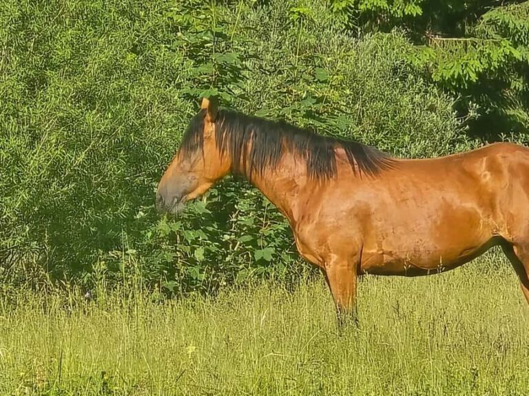 Pontedilegno-Temù: Val d'Avio Horseback Ride with Guide - FAQs