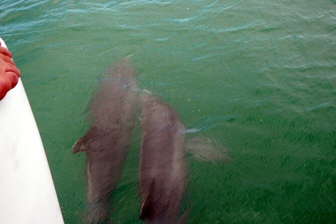 Pontoon Sightseeing and Shelling Excursion to Keeywaydin Island - Who Will Love This Tour?