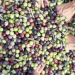 Pore: Olive Grove Walk and Tasting with Local Products - The Itinerary in Detail