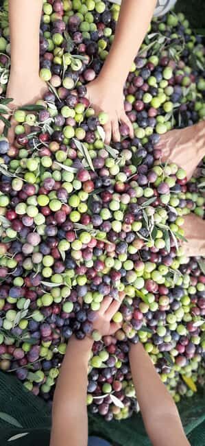 Pore: Olive Grove Walk and Tasting with Local Products - The Itinerary in Detail