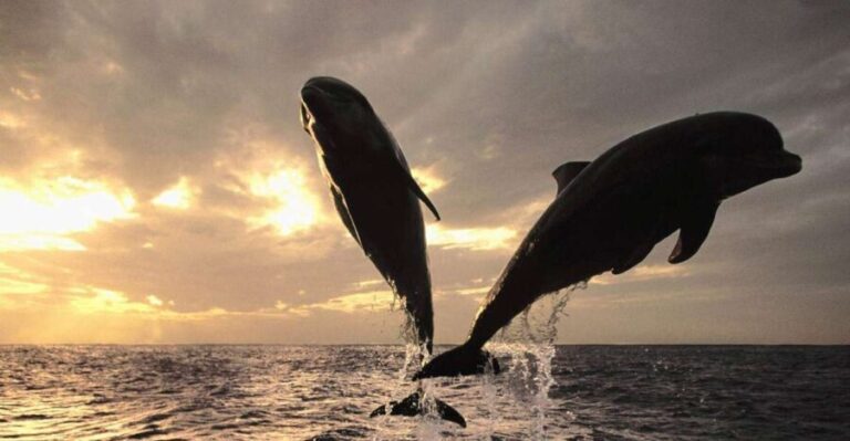 Pore: Private Snorkeling Tour with Dolphin-Watching - Setting the Scene: What You Can Expect from This Tour