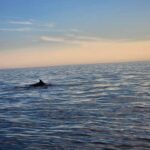 Pore Private Sunset Dolphin Cruise on Yacht - The Details: What You Need to Know