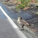 Port of Hilo to Volcano Tour - What the Reviews Say