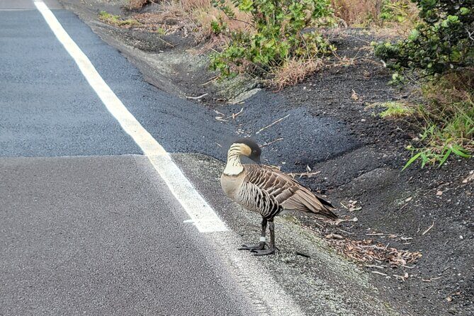Port of Hilo to Volcano Tour - What the Reviews Say