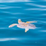 Portimão: 2.5 hours  Dolphins Watching  Biologist on Board - What to Expect on Your Dolphin Watching Trip