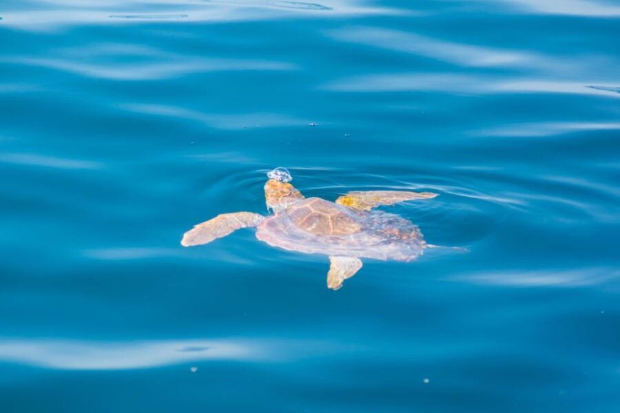 Portimão: 2.5 hours Dolphins Watching Biologist on Board - What to Expect on Your Dolphin Watching Trip