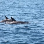 Portimão: 2-Hour Dolphin Watching Boat Tour - The Experience in Detail