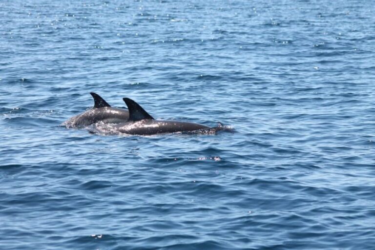 Portimão: 2-Hour Dolphin Watching Boat Tour - The Experience in Detail
