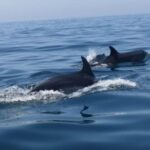 Portimão: Family Gathering - The Experience of the Guides and Crew