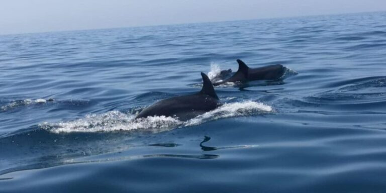 Portimão: Family Gathering - The Experience of the Guides and Crew