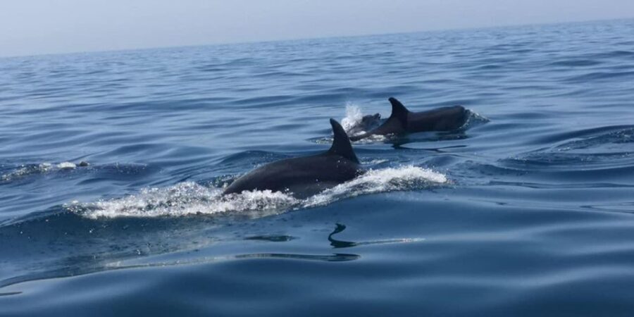 Portimão: Family Gathering - The Experience of the Guides and Crew