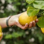Porto center- Workshop A nata do BJ making pasteis de nata - What to Expect from the Workshop
