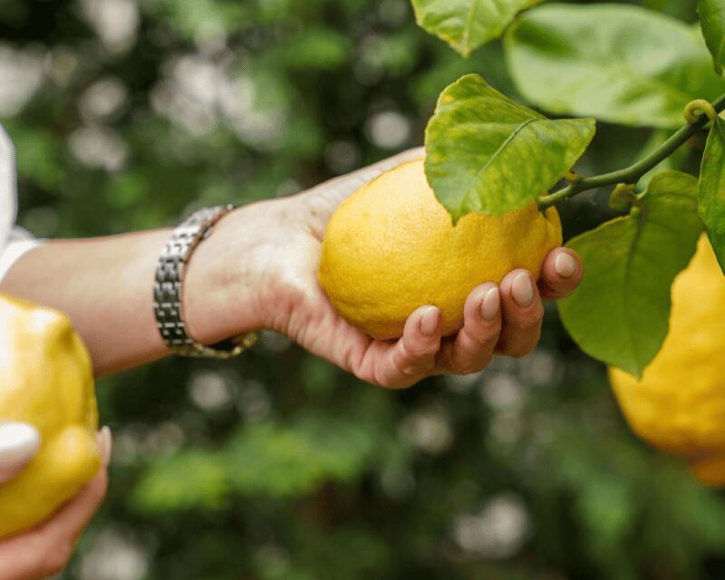 Porto center- Workshop A nata do BJ making pasteis de nata - What to Expect from the Workshop