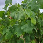 Porto-Douro: visit to a Quinta with wine tasting and train trip - What Makes This Tour Special?