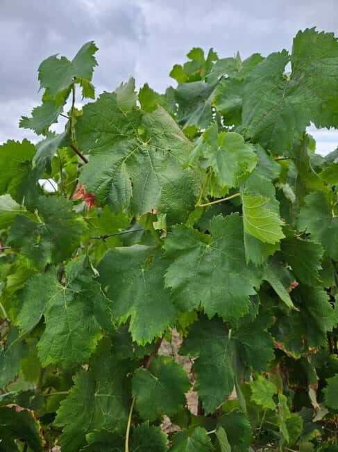 Porto-Douro: visit to a Quinta with wine tasting and train trip - What Makes This Tour Special?