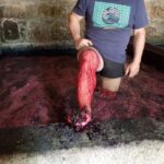 Porto: Green Wine Tasting and visit - What’s Included and What to Expect