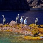 Porto: Half-Day Cruise Scandola Reserve & Calanche de Piana - The Experience in Detail: Pros and Cons