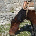 Porto Palermo, Qeparo & Borsh Waterfall Tour - The Itinerary in Detail