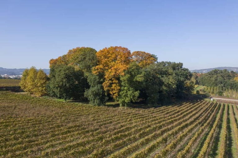 Porto: Qta da Aveleda Enchanted Gardens & Green Wine - Practical Details