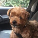 Post Cruise Roma Private tour from Civitavecchia - Practical Details & Considerations