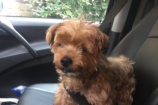 Post Cruise Roma Private tour from Civitavecchia - Practical Details & Considerations